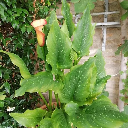 Garden Hébergement de vacances *
