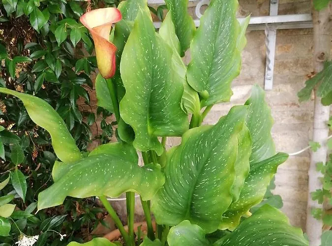 Garden بيت للعطل *